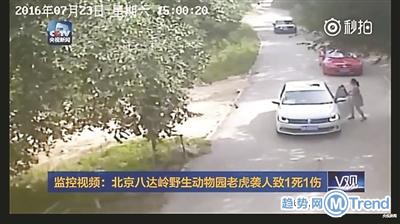 北京野生动物园游客被老虎叼走 网友气愤称错在此女