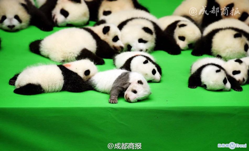 熊猫宝宝集体亮相 萌翻网友