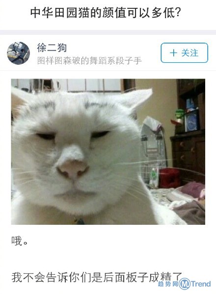 中华田园猫究竟可以有多丑